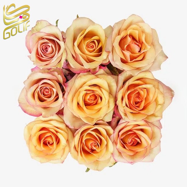 باکس گل تبریک هدیه عاشقانه تولد ارسال رایگان زیبا لاکچری ارسال فوری سریع گل فروشی آنلاین گل فروشی گلیف