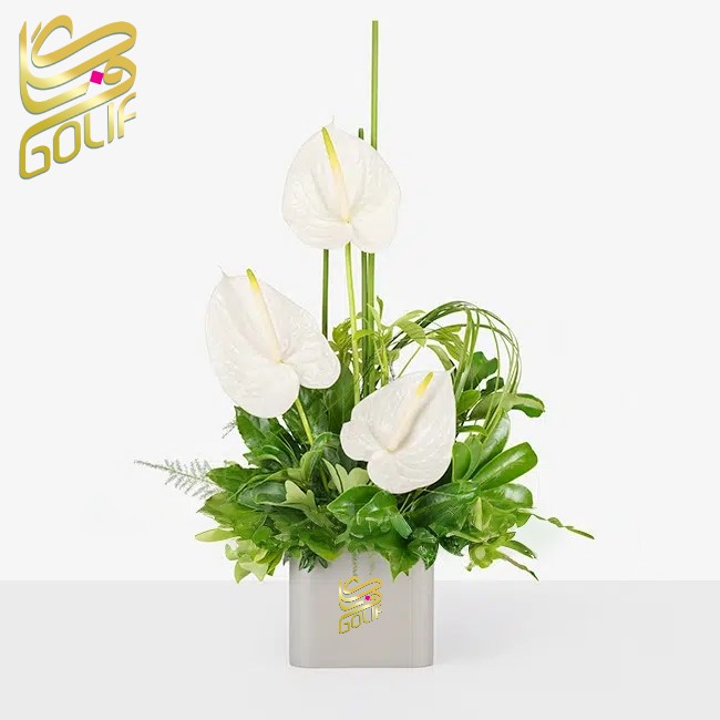 باکس گل تبریک هدیه عاشقانه تولد ارسال رایگان زیبا لاکچری ارسال فوری سریع گل فروشی آنلاین گل فروشی گلیف