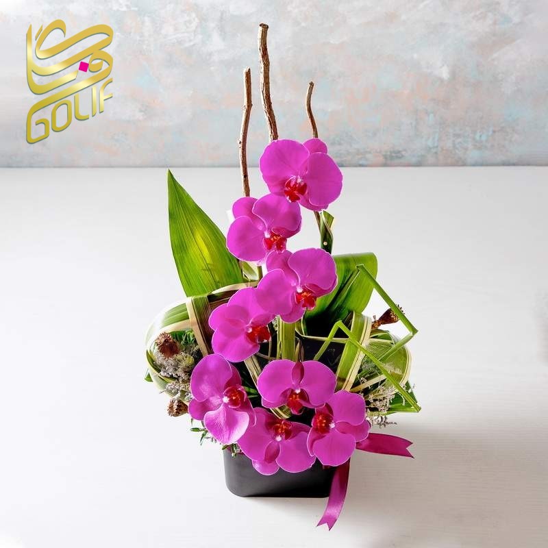 فروش آنلاین گل در گلِیف خرید دسته گل آنلاین ارسال رایگان گل در تهران سفارش تاج گل با ارسال رایگان فروش سبد گل تازه آنلاین گل‌فروشی آنلاین با ارسال فوری خرید گل طبیعی و تازه با ارسال رایگان گل‌های مناسبتی با ارسال رایگان خرید آنلاین گل برای تولد خرید گل مناسب هدیه آنلاین گلِیف، گل‌فروشی اینترنتی معتبر ارسال سریع دسته گل عروس سفارش گل آنلاین با تحویل درب منزل خرید گل با بسته‌بندی شیک و ارسال رایگان ارسال رایگان تاج گل برای مراسم فروشگاه آنلاین گل و گیاه با ارسال رایگان گل‌فروشی آنلاین ارزان با ارسال رایگان سفارش آنلاین گل برای مراسم ختم گل تازه با ارسال رایگان در تهران و کرج تاج گل golif گلیف سبد گل دسته گل زیبا لاکچری شیک ارسال فوری رایگان سریع تهران کرج گلِیف، بهترین گل‌فروشی آنلاین با ارسال رایگان golif گلیف