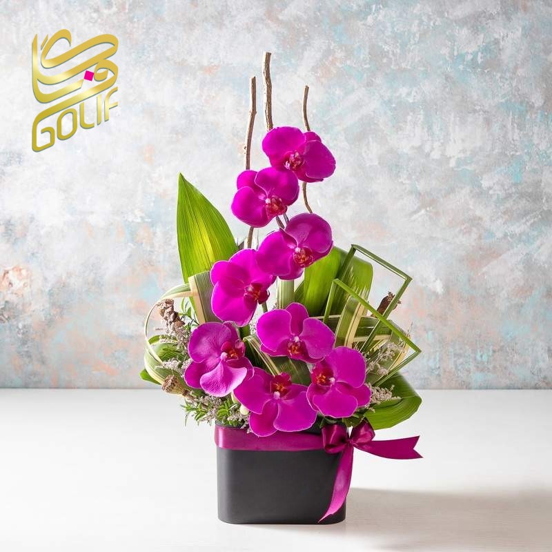 فروش آنلاین گل در گلِیف خرید دسته گل آنلاین ارسال رایگان گل در تهران سفارش تاج گل با ارسال رایگان فروش سبد گل تازه آنلاین گل‌فروشی آنلاین با ارسال فوری خرید گل طبیعی و تازه با ارسال رایگان گل‌های مناسبتی با ارسال رایگان خرید آنلاین گل برای تولد خرید گل مناسب هدیه آنلاین گلِیف، گل‌فروشی اینترنتی معتبر ارسال سریع دسته گل عروس سفارش گل آنلاین با تحویل درب منزل خرید گل با بسته‌بندی شیک و ارسال رایگان ارسال رایگان تاج گل برای مراسم فروشگاه آنلاین گل و گیاه با ارسال رایگان گل‌فروشی آنلاین ارزان با ارسال رایگان سفارش آنلاین گل برای مراسم ختم گل تازه با ارسال رایگان در تهران و کرج تاج گل golif گلیف سبد گل دسته گل زیبا لاکچری شیک ارسال فوری رایگان سریع تهران کرج گلِیف، بهترین گل‌فروشی آنلاین با ارسال رایگان golif گلیف